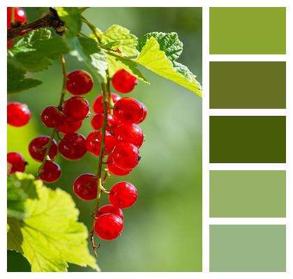 Currants Red Currants Red Image